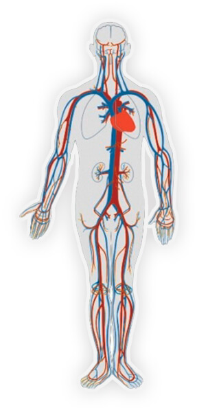 Влияние компонентов Артерио на сердечно-сосудистую систему человека